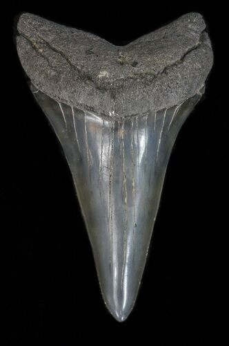 Large Fossil Mako Shark Tooth - Georgia #40657